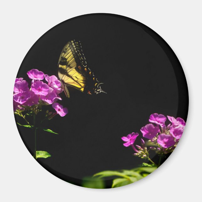Tiger Swallowtail on Phlox Magnet (Front)
