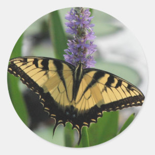 Tiger Swallowtail on Pickerel Sticker