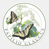 Tiger Swallowtail Papilio Glaucus on Elderberry