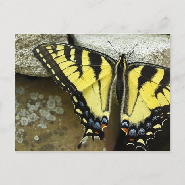 Tiger Swallowtail Postcard (Front)