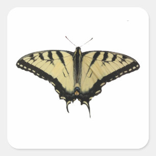 Tiger Swallowtail Square Sticker