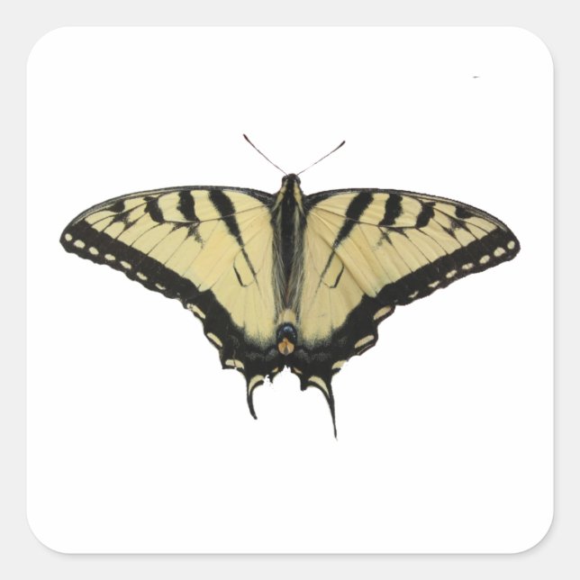 Tiger Swallowtail Square Sticker (Front)