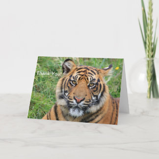 Tiger Thank You Greeting Card