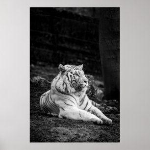 TIGER THINKING POSTER