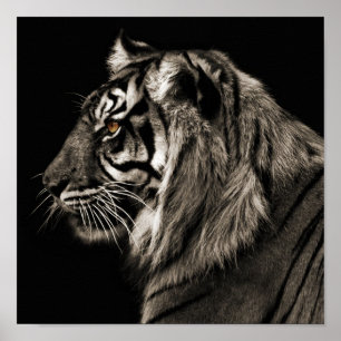 Tiger, Tiger Poster