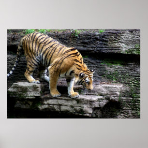 Tiger - Tiger Scaling down the Cliff Poster