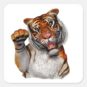 Tiger, Tiger Square Sticker