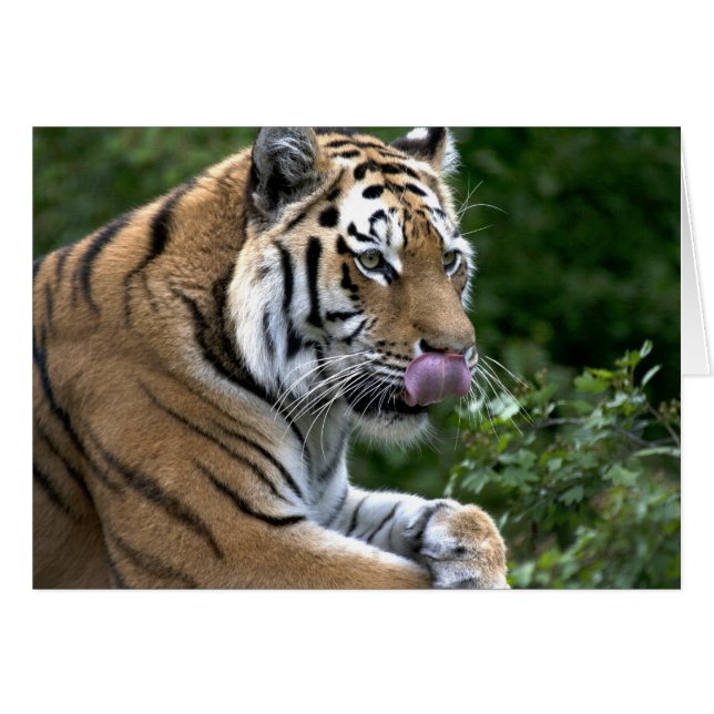 Tiger Tongue (Front Horizontal)