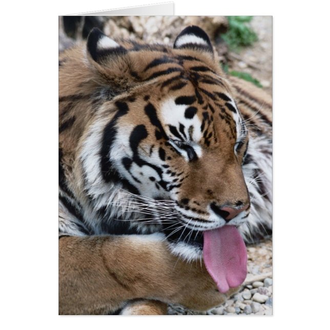 tiger tongue (Front)