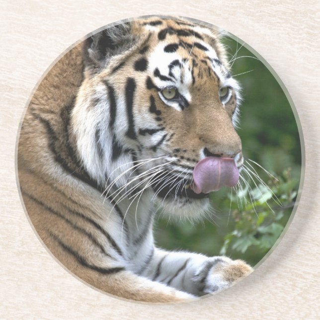 Tiger Tongue Coaster (Front)