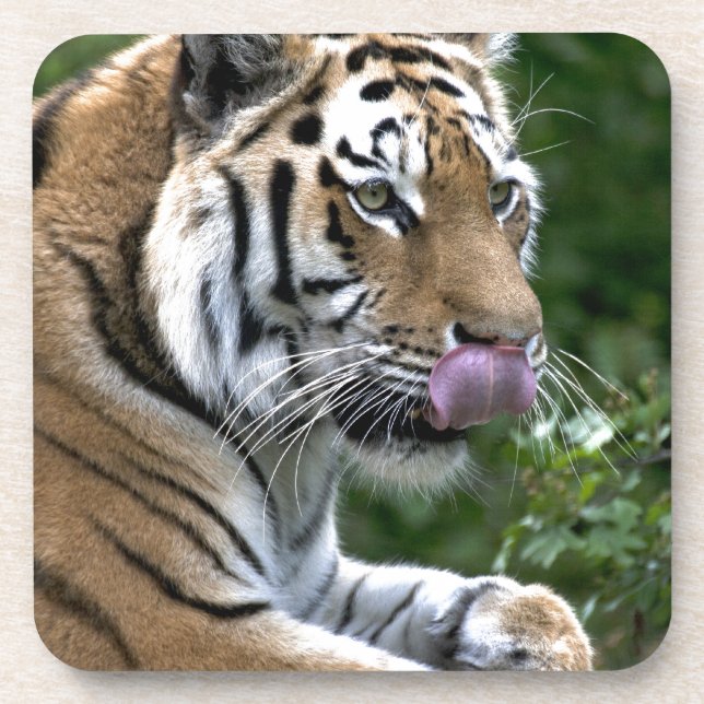 Tiger Tongue Coaster (Front)