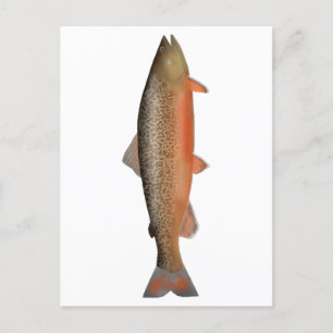 Tiger Trout Postcard