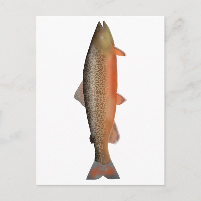 Tiger Trout Postcard (Front)