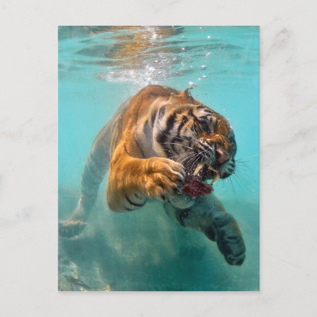 Tiger Underwater Postcard (Front)