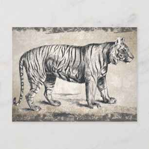 Tiger Vintage Wildlife Grunge Decorative Postcard