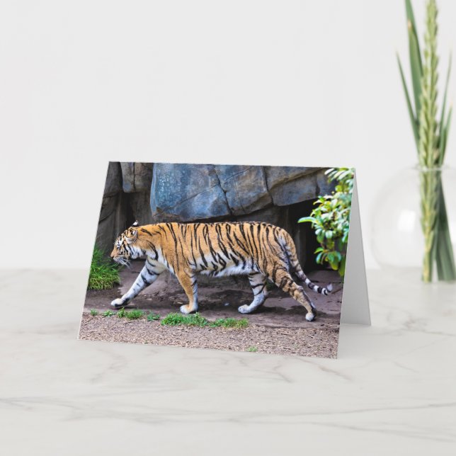 TIGER WALK CARD (Front)