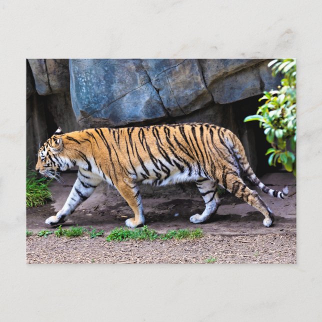 TIGER WALK POSTCARD (Front)