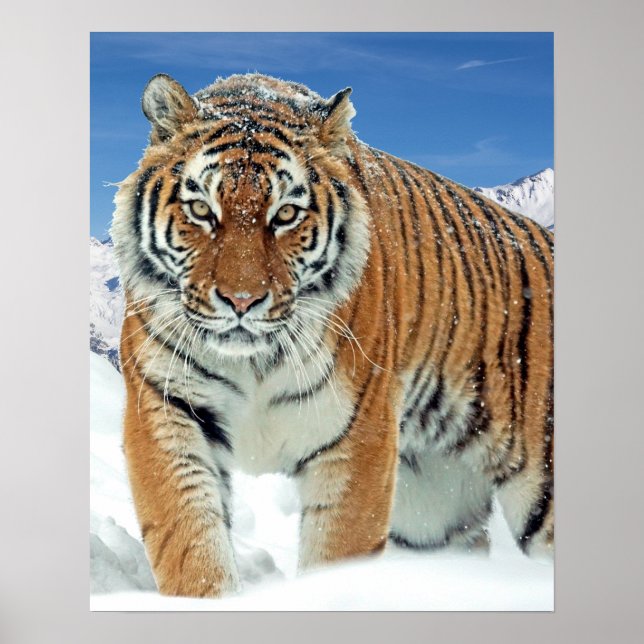 Tiger Winter Nature Photo Snow Mountains Poster (Front)