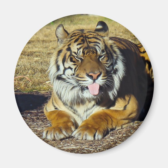 Tiger with a ‘tude Magnet (Front)