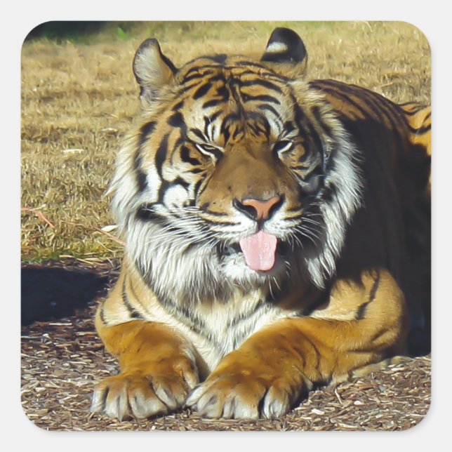 Tiger with a ‘tude square sticker (Front)