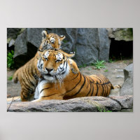 Tiger With Cub