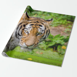Tiger Wrapping Paper
