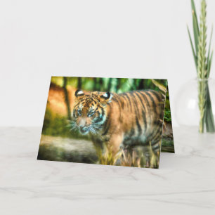 TIGER YOUTH OF THE NATION SUMATRA CARD