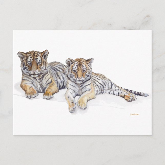 tigercubs postcard (Front)