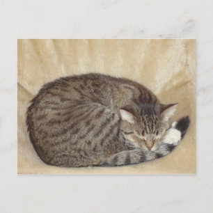 Tigerkatze Postcard