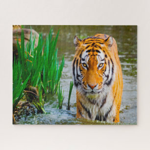 Tigers Big Cats. Jigsaw Puzzle