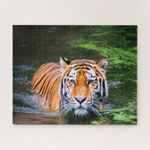 Tigers Big Cats. Jigsaw Puzzle