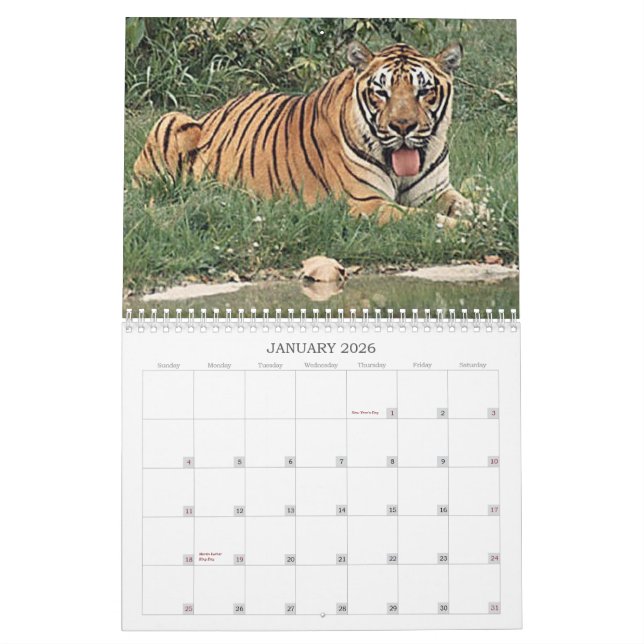 Tigers Calendar (Jan 2026)
