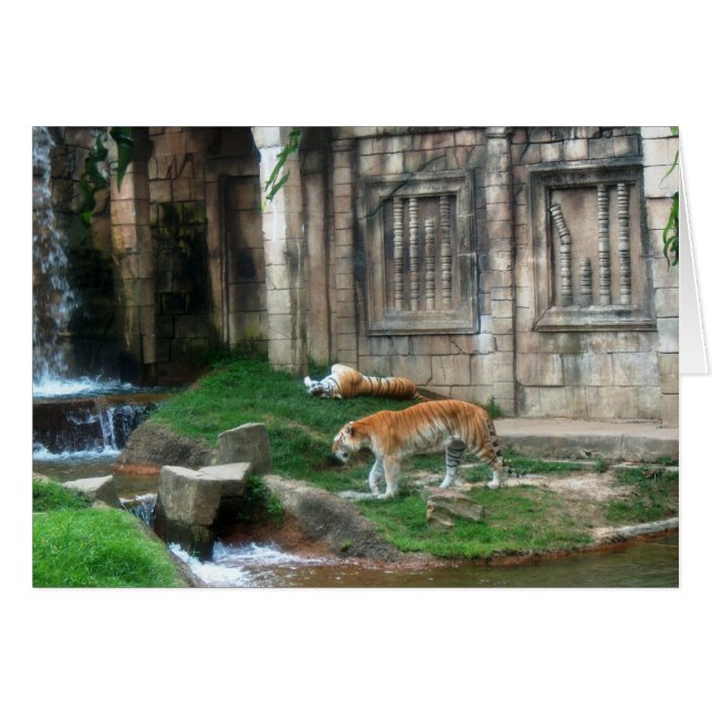 Tiger's Den (Front Horizontal)