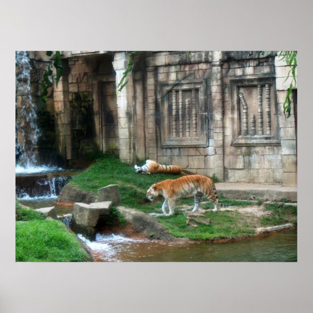 Tiger's Den Poster (Front)