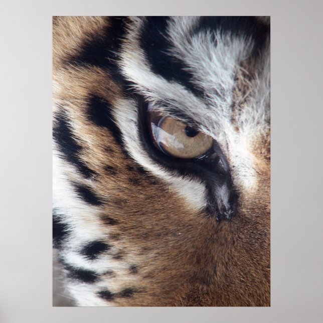 Tigers  Eye photo Poster (Front)