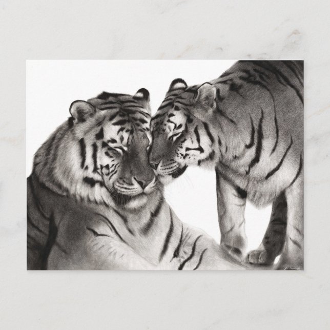 Tigers Hand Painted Wildlife Artwork Postcard (Front)
