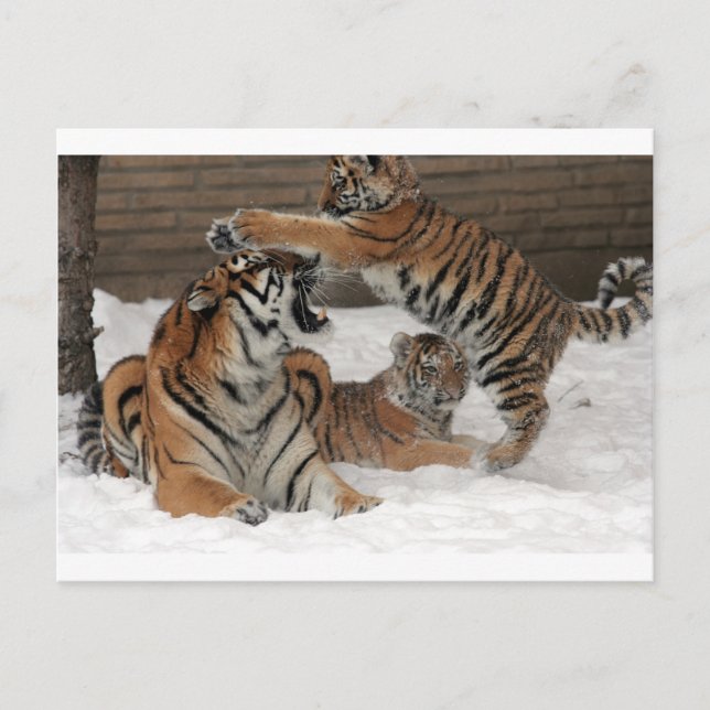 Tigers in snow postcard (Front)