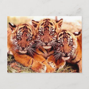Tigers in the Wild Photos - Cards, Tees, Gifts Postcard