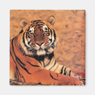 Tigers in the Wild Photos on Cards, Tees, Gifts Magnet