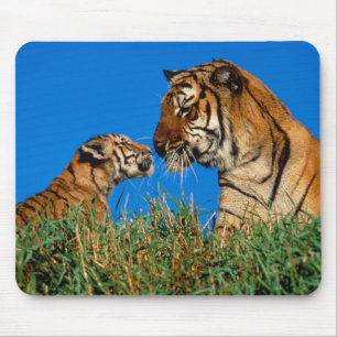 Tigers in the Wild Photos on Cards, Tees, Gifts Mouse Pad