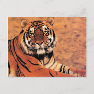 Tigers in the Wild Photos on Cards, Tees, Gifts Postcard