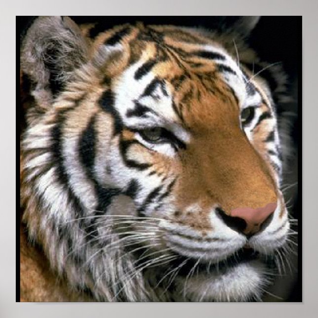 Tigers Lovers Art Poster (Front)