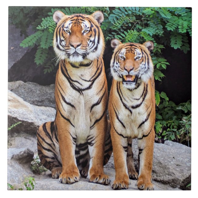 Tigers, male and female, ceramic tile (Front)