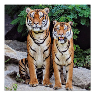 Tigers, male and female, poster