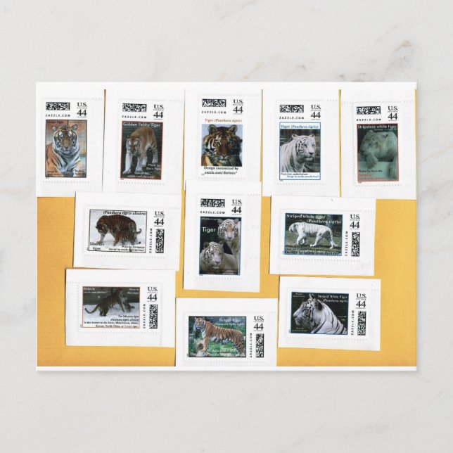 Tigers of all 4 colours postcard (Front)