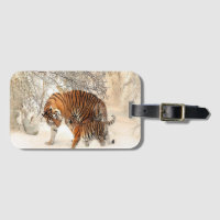 tigers on snow