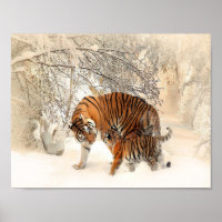 tigers on snow