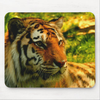 Tigers pad mouse pad