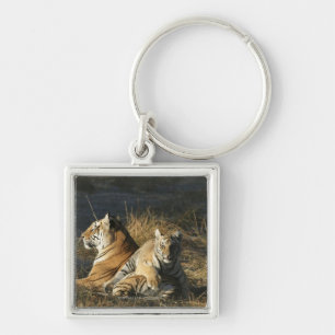 Tigers (Panthera tigris) cub lying on his Key Ring