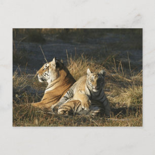 Tigers (Panthera tigris) cub lying on his Postcard